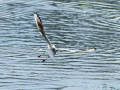 Gaviota reidora - Chroicocephalus ridibundus - Gavina vulgar