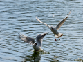 Gaviota reidora - Chroicocephalus ridibundus - Gavina vulgar