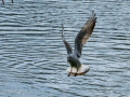 Gaviota reidora - Chroicocephalus ridibundus - Gavina vulgar