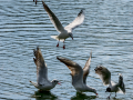 Gaviota reidora - Chroicocephalus ridibundus - Gavina vulgar