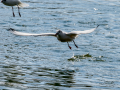 Gaviota reidora - Chroicocephalus ridibundus - Gavina vulgar