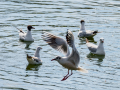 Gaviota reidora - Chroicocephalus ridibundus - Gavina vulgar