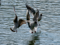 Gaviota reidora - Chroicocephalus ridibundus - Gavina vulgar