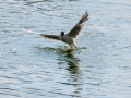 Gaviota reidora - Chroicocephalus ridibundus - Gavina vulgar