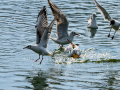 Gaviota reidora - Chroicocephalus ridibundus - Gavina vulgar