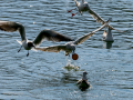 Gaviota reidora - Chroicocephalus ridibundus - Gavina vulgar
