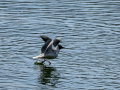 Gaviota reidora - Chroicocephalus ridibundus - Gavina vulgar