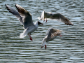 Gaviota reidora - Chroicocephalus ridibundus - Gavina vulgar