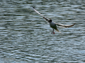 Gaviota reidora - Chroicocephalus ridibundus - Gavina vulgar