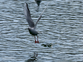 Gaviota reidora - Chroicocephalus ridibundus - Gavina vulgar