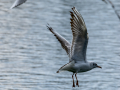Gaviota reidora - Chroicocephalus ridibundus - Gavina vulgar