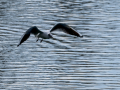 Gaviota reidora - Chroicocephalus ridibundus - Gavina vulgar
