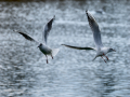 Gaviota reidora - Chroicocephalus ridibundus - Gavina vulgar