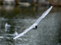 Gaviota reidora - Chroicocephalus ridibundus - Gavina vulgar