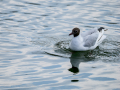 Gaviota reidora - Chroicocephalus ridibundus - Gavina vulgar