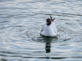 Gaviota reidora - Chroicocephalus ridibundus - Gavina vulgar