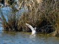Gaviota reidora - Chroicocephalus ridibundus - Gavina vulgar