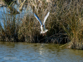 Gaviota reidora - Chroicocephalus ridibundus - Gavina vulgar