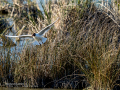 Gaviota reidora - Chroicocephalus ridibundus - Gavina vulgar