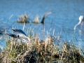 Gaviota reidora - Chroicocephalus ridibundus - Gavina vulgar