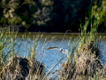 Gaviota reidora - Chroicocephalus ridibundus - Gavina vulgar