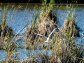 Gaviota reidora - Chroicocephalus ridibundus - Gavina vulgar