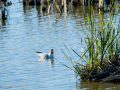 Gaviota reidora - Chroicocephalus ridibundus - Gavina vulgar
