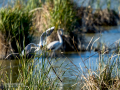 Gaviota reidora - Chroicocephalus ridibundus - Gavina vulgar