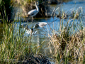 Gaviota reidora - Chroicocephalus ridibundus - Gavina vulgar