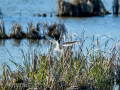 Gaviota reidora - Chroicocephalus ridibundus - Gavina vulgar