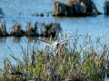 Gaviota reidora - Chroicocephalus ridibundus - Gavina vulgar