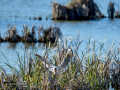 Gaviota reidora - Chroicocephalus ridibundus - Gavina vulgar