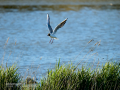 Gaviota reidora - Chroicocephalus ridibundus - Gavina vulgar