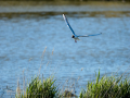 Gaviota reidora - Chroicocephalus ridibundus - Gavina vulgar