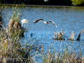 Gaviota reidora - Chroicocephalus ridibundus - Gavina vulgar