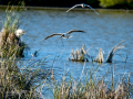 Gaviota reidora - Chroicocephalus ridibundus - Gavina vulgar