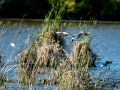 Gaviota reidora - Chroicocephalus ridibundus - Gavina vulgar