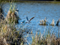 Gaviota reidora - Chroicocephalus ridibundus - Gavina vulgar