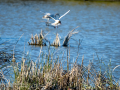 Gaviota reidora - Chroicocephalus ridibundus - Gavina vulgar