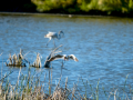 Gaviota reidora - Chroicocephalus ridibundus - Gavina vulgar
