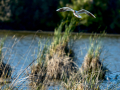 Gaviota reidora - Chroicocephalus ridibundus - Gavina vulgar