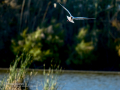 Gaviota reidora - Chroicocephalus ridibundus - Gavina vulgar