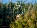 Gaviota reidora - Chroicocephalus ridibundus - Gavina vulgar