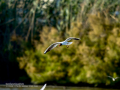 Gaviota reidora - Chroicocephalus ridibundus - Gavina vulgar