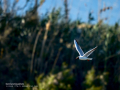 Gaviota reidora - Chroicocephalus ridibundus - Gavina vulgar