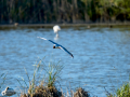 Gaviota reidora - Chroicocephalus ridibundus - Gavina vulgar