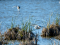 Gaviota reidora - Chroicocephalus ridibundus - Gavina vulgar