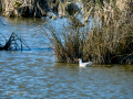 Gaviota reidora - Chroicocephalus ridibundus - Gavina vulgar