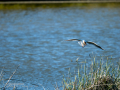 Gaviota reidora - Chroicocephalus ridibundus - Gavina vulgar