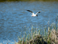 Gaviota reidora - Chroicocephalus ridibundus - Gavina vulgar